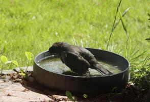 Passaro preto leva uma banho foto