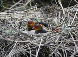 eurasian galeirão, bebê pássaros dentro uma ninho foto