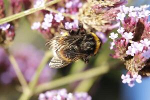 querida abelha bebidas néctar a partir de uma flor foto