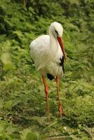 branco cegonha, lindo branco pássaro com uma vermelho bico foto