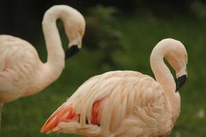 flamingo lindo Rosa pássaro foto