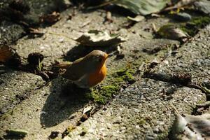 robin uma Amado inverno pássaro foto