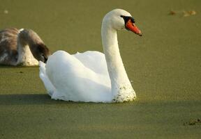 mudo cisne dentro uma canal foto