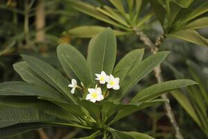 Frangi pani uma lindo flor com uma Maravilhoso odor foto