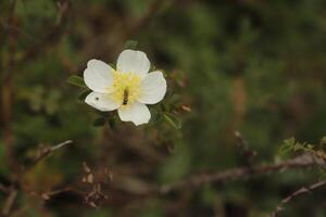 amarelo branco urze rosa foto