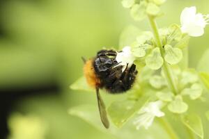 querida abelha bebidas néctar a partir de uma flor foto