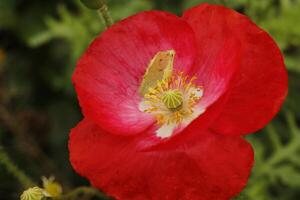 cultivado vermelho papoula flor foto