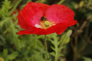 cultivado vermelho papoula flor foto