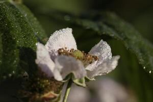 frágil branco anêmona flor foto