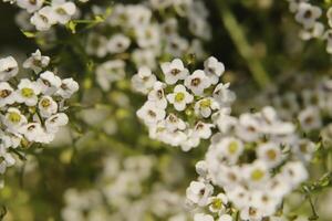 minúsculo branco flores do a alyssum foto