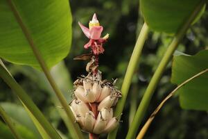 banana árvore com pequeno frutas foto