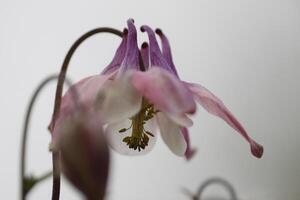 Primavera flor columbine foto