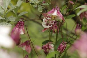 Rosa e branco columbine flores florescendo dentro poderia. você pode encontrar eles dentro muitos cores foto