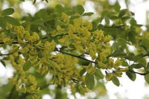 dourado chuva árvore com amarelo flores foto