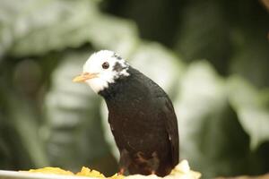 branco encabeçado bulbul foto