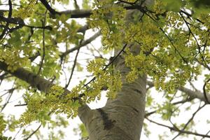 dourado chuva árvore com amarelo flores foto