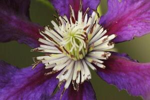 lindo roxa vermelho clematis foto