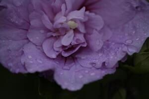 fechar acima azul hibisco com chuva gotas foto