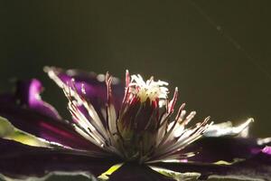 lindo roxa clematis dentro a luz solar foto