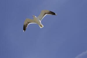 gaivota moscas dentro a azul céu foto