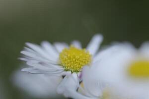 close-up de flores de margarida foto