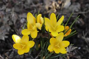 amarelo açafrão. a açafrão 1 do a primeiro flores para flor depois de a inverno foto