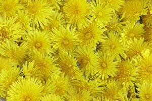 amarelo dente de leão flor uma erva daninha mas Além disso ervas remédio foto