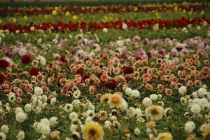 uma campo com crisântemos colorida outono flores foto