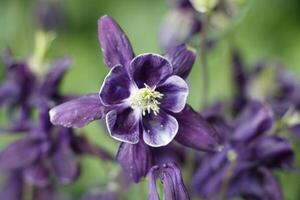 azul columbine flores foto