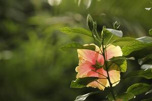 flor de hibisco laranja foto