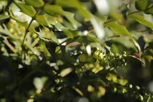 japonês Mahonia arbusto foto