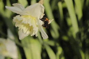 branco amarelo narciso foto