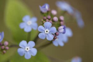 esqueço mim não flores uma frágil azul flor foto