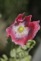 cultivado vermelho branco papoula foto