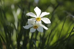 amarelo narciso dentro a jardim foto