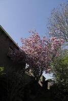 fechar acima do uma ramo do japonês cereja Flor foto