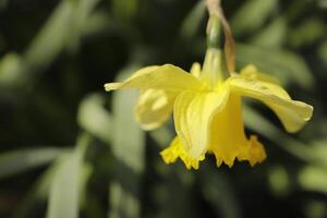 amarelo narciso dentro a jardim foto