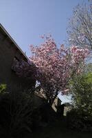fechar acima do uma ramo do japonês cereja Flor foto