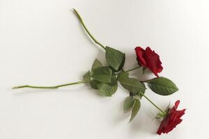 vermelho rosas mentira em uma branco papel foto