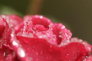 florescendo vermelho rosa com chuva gotas foto