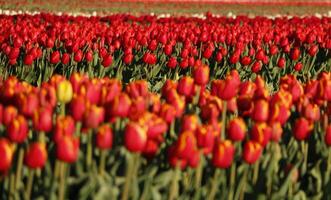 colorida vermelho tulipa campo com 1 amarelo tulipa foto