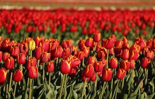 colorida vermelho tulipa campo com 1 amarelo tulipa foto