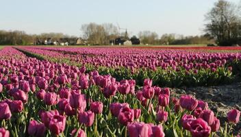 colorida tulipa Campos dentro a Primavera foto