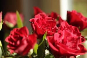 florescendo vermelho rosa arbustos dentro a jardim foto