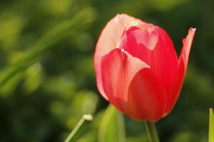 vermelho tulipas estão Primavera flores foto