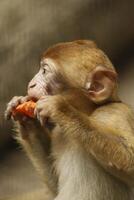 barbary macaco come cenoura foto