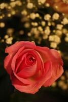 Rosa rosa com branco Gypsophila foto