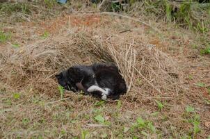 disperso gato deitado em uma pilha do feno dormindo foto