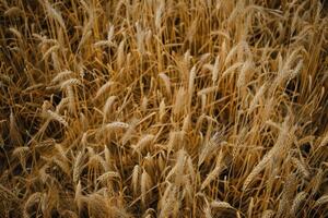 campo de trigo amarelo foto