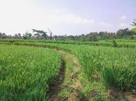 a fundo é uma Visão do arroz arroz plantas este estão já rolamento brilhante verde fruta foto